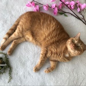 Meet your Posher, Ella